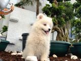 Mükemmel Kalitede Samoyed Yavrularımız