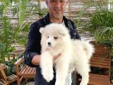 Mükemmel Kalitede Samoyed Yavrularımız
