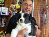 Mükemmel Kalitede Border Collie Yavrularımız