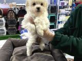 VONALP PET GARANTISIYLE MALTİPOO YAVRULAR