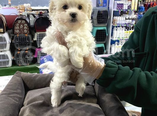 Vonalp Pet Garantisiyle Malti̇poo Yavrular