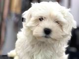 VONALP PET GARANTISIYLE MALTESE TERRIER YAVRULARIMIZ