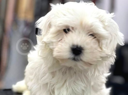 Vonalp Pet Garantisiyle Maltese Terrier Yavrularimiz