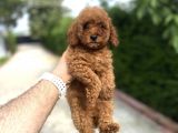 RED DİŞİ AŞILI POODLE BEBEKLER A KALİTE