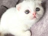 Scottish Fold Kedi