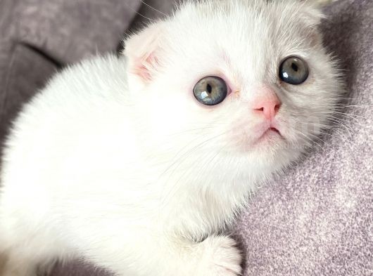 Scottish Fold Kedi görsel