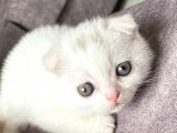 Scottish Fold Kedi