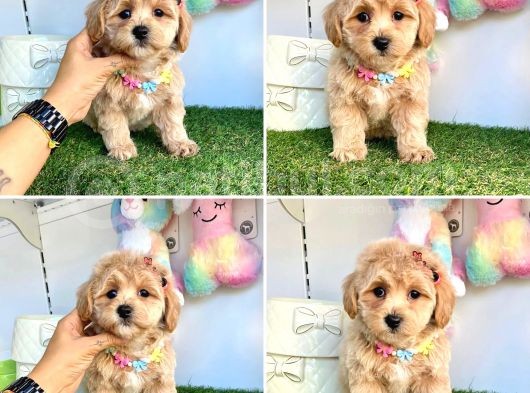 sÜPER MALTİPOO BEBEKLERİMİZ