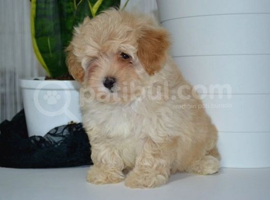 Mükemmel Malti̇poo Yavrularimiz