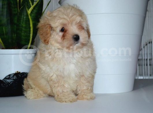 Mükemmel Malti̇poo Yavrularimiz görsel