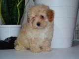 Mükemmel Malti̇poo Yavrularimiz