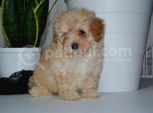 Mükemmel Malti̇poo Yavrularimiz görsel