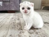 Scottish Fold Kedi