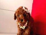Orji̇nal Toy Poodle Yavrular