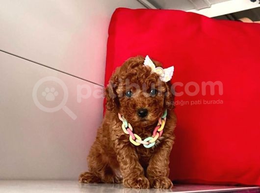 Orji̇nal Toy Poodle Yavrular görsel