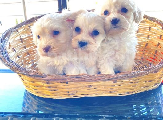 0 Numara Maltese Terrier Bebeklerimiz