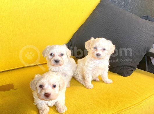 Minik Maltipoo Bebeğimiz görsel