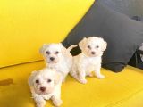 Minik Maltipoo Bebeğimiz