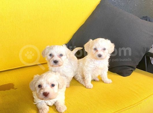 Minik Maltipoo Bebeğimiz görsel