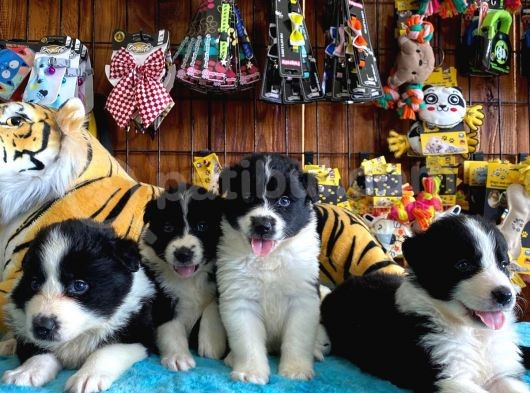 Dunyani̇n En Zeki̇ Irki Border Collie
