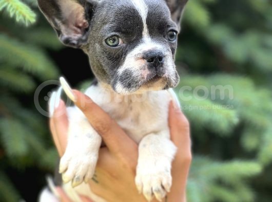 Bluepied French görsel