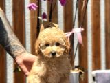 Fawn Toy Poodle