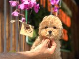 Farklı renk ve güzellikteki Toy poodle yavrularımız