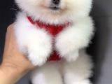 2 Aylık Pomeranian Yavrular 