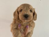Mümemmel Red Maltipoo Bebeklerim