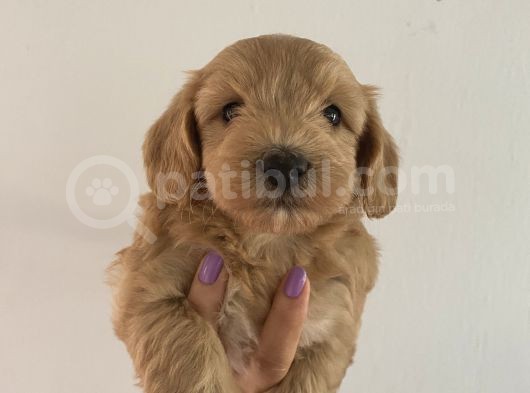 Mümemmel Red Maltipoo Bebeklerim görsel