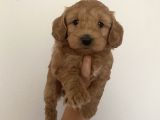 Mümemmel Red Maltipoo Bebeklerim