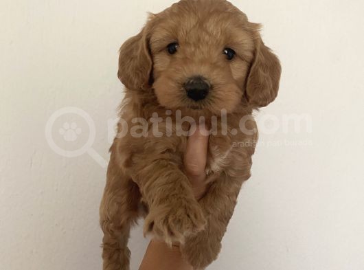 Mümemmel Red Maltipoo Bebeklerim görsel