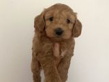 Mümemmel Red Maltipoo Bebeklerim