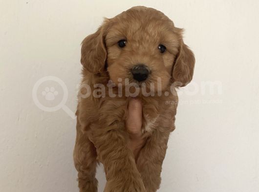 Mümemmel Red Maltipoo Bebeklerim görsel