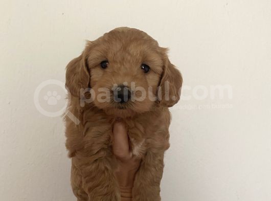 Mümemmel Red Maltipoo Bebeklerim
