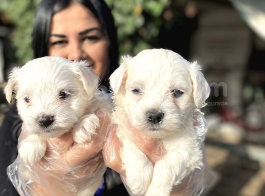 Safkan Maltese Terrier Yavrularımız görsel