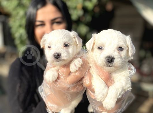 Safkan Maltese Terrier Yavrularımız görsel