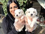 Safkan maltese terrier yavrularımız