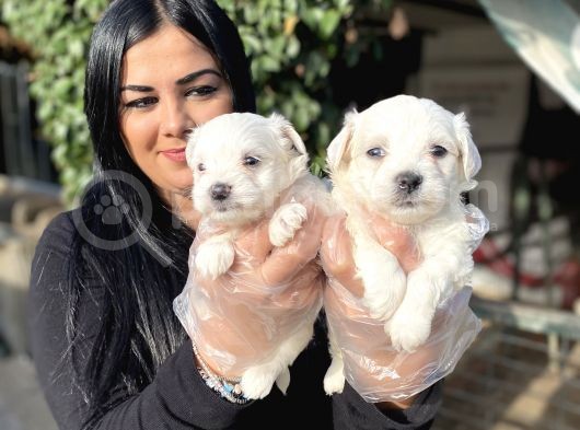 Safkan Maltese Terrier Yavrularımız
