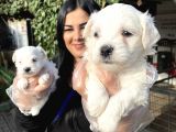 Safkan Maltese Terrier Yavrularımız