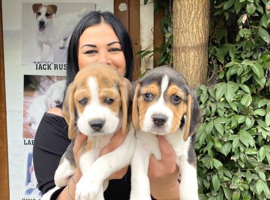 Elizabet Beagle Yavrularım görsel