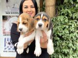 Elizabet beagle yavrularım