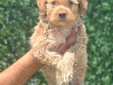 Minyatür Maltipoo Oğlum