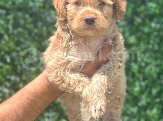 Minyatür Maltipoo Oğlum görsel
