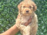 Minyatür maltipoo oğlum