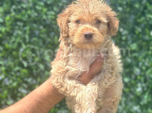 Minyatür Maltipoo Oğlum
