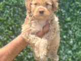 Minyatür Maltipoo Oğlum