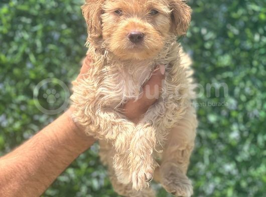 Minyatür Maltipoo Oğlum görsel