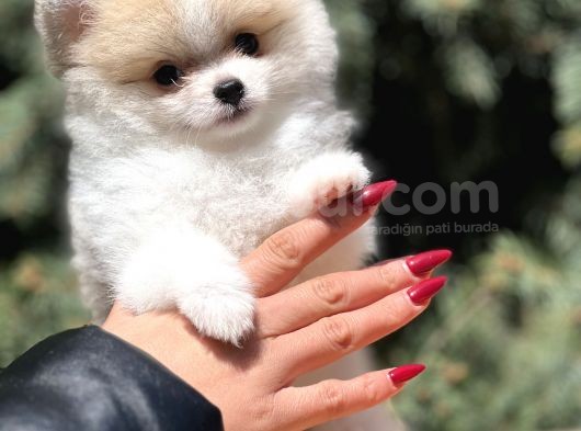 Secereli Teacup Tattoolu Pomerian