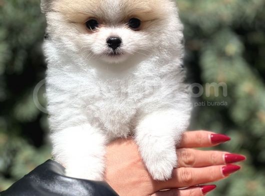 Secereli Teacup Tattoolu Pomerian görsel